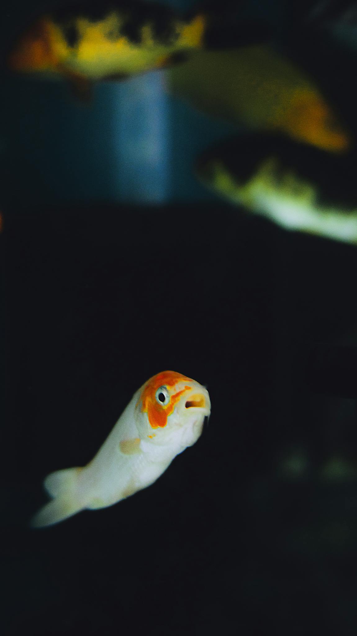 Tiny fish with orange head swimming underwater